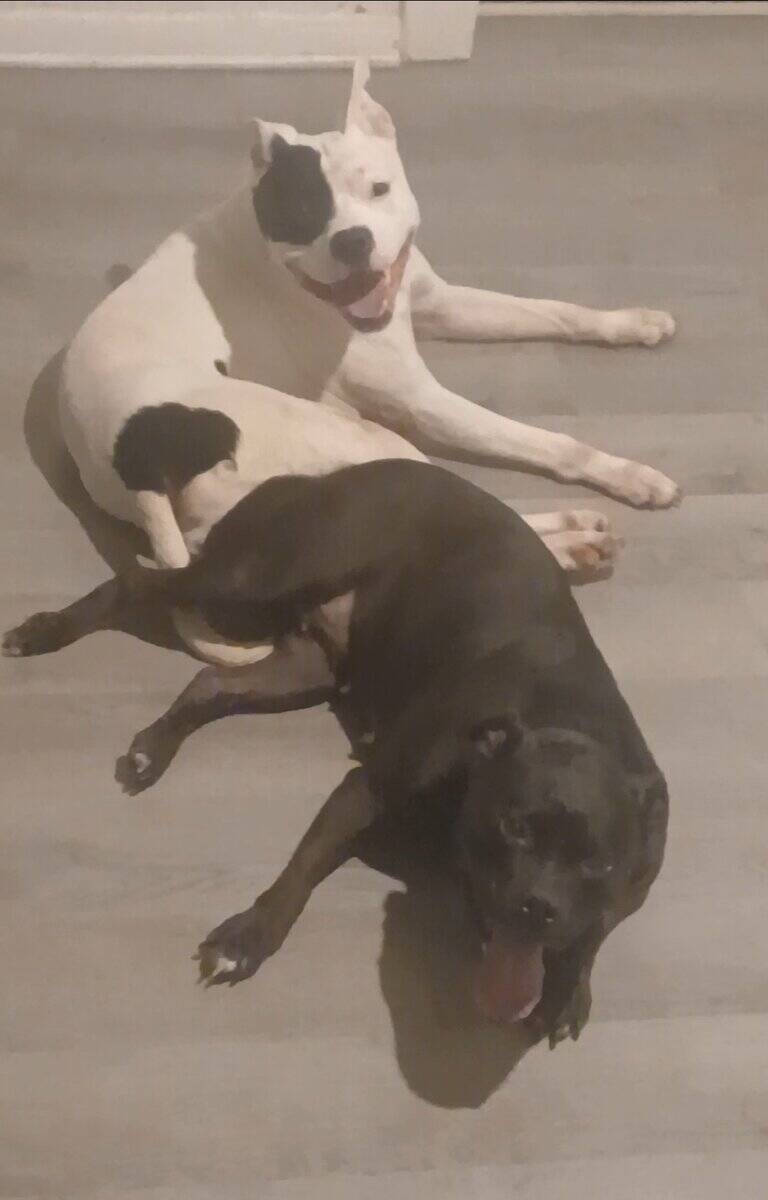 American bully dogo argentino mix puppies image 4