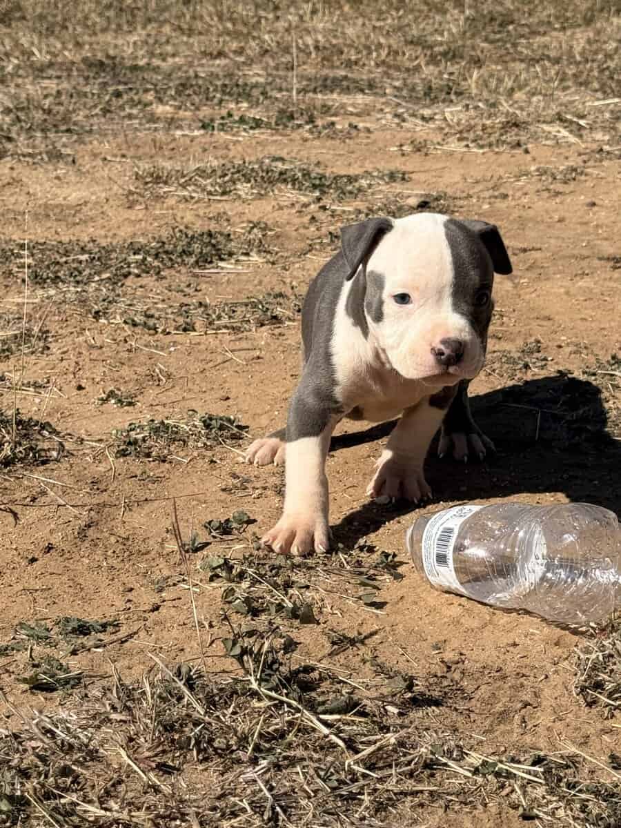 American Bullys image 13