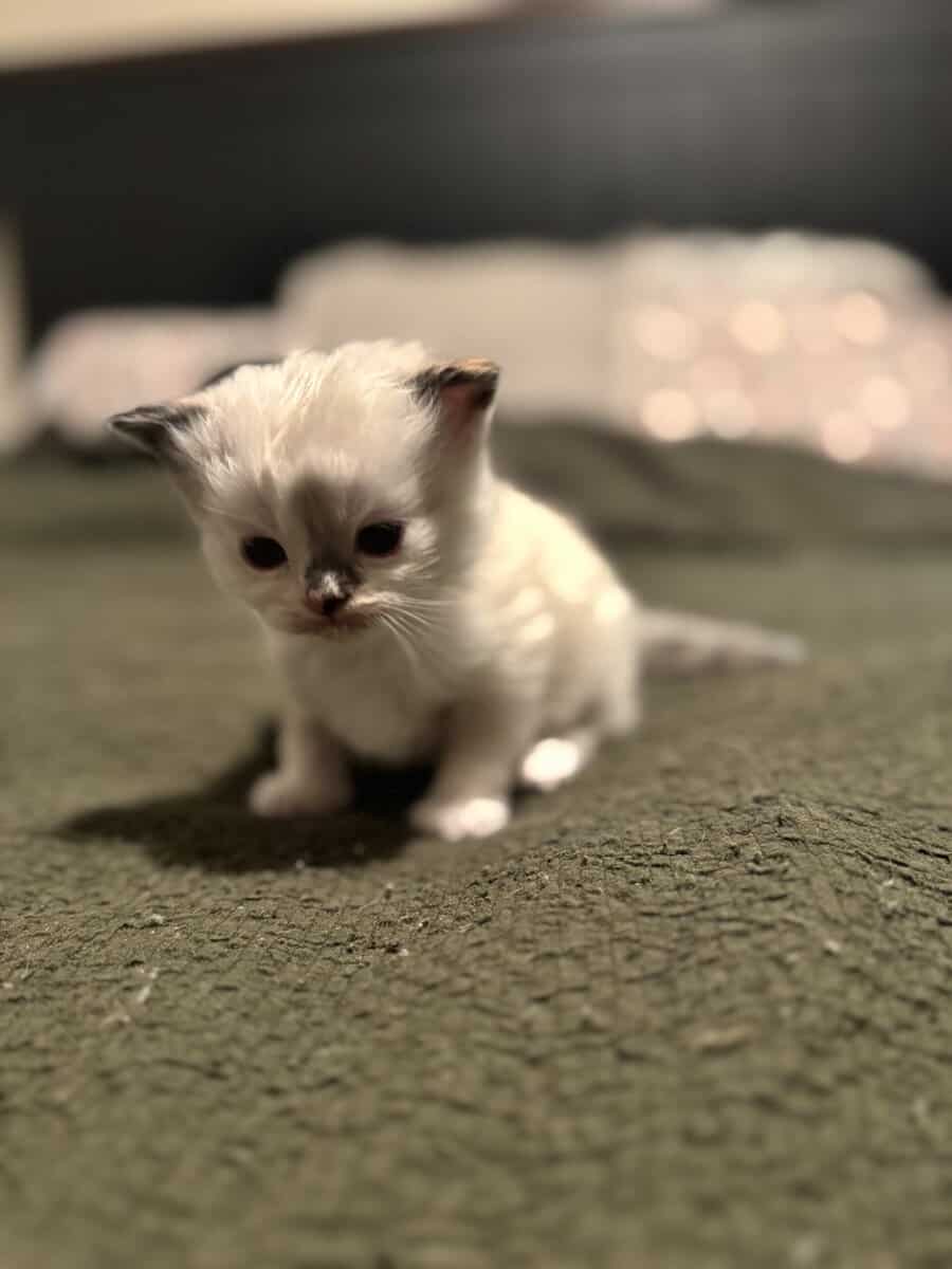Furever Kitten Love image 5