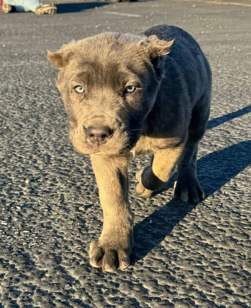 Cane Corso Pups image 3