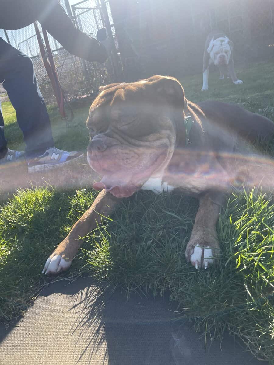 Rockey is a 1 year old olde English bulldog image 6