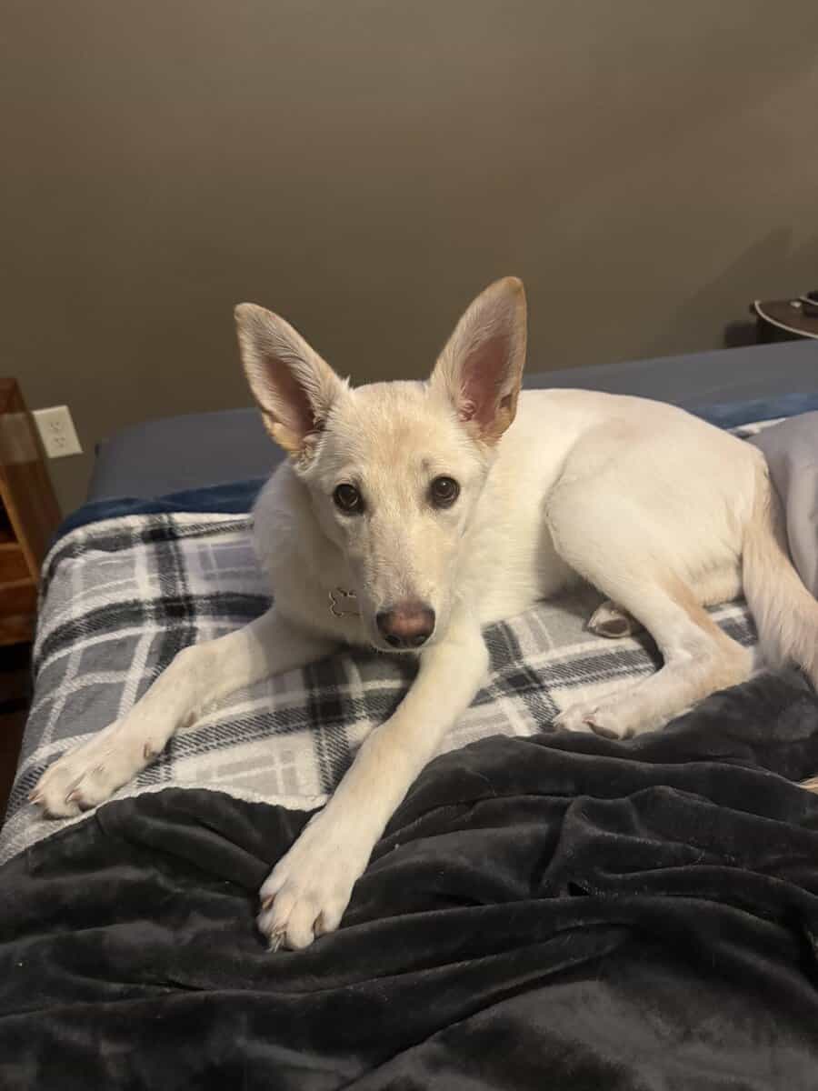 Snow (German Shepherd Puppy) image 1