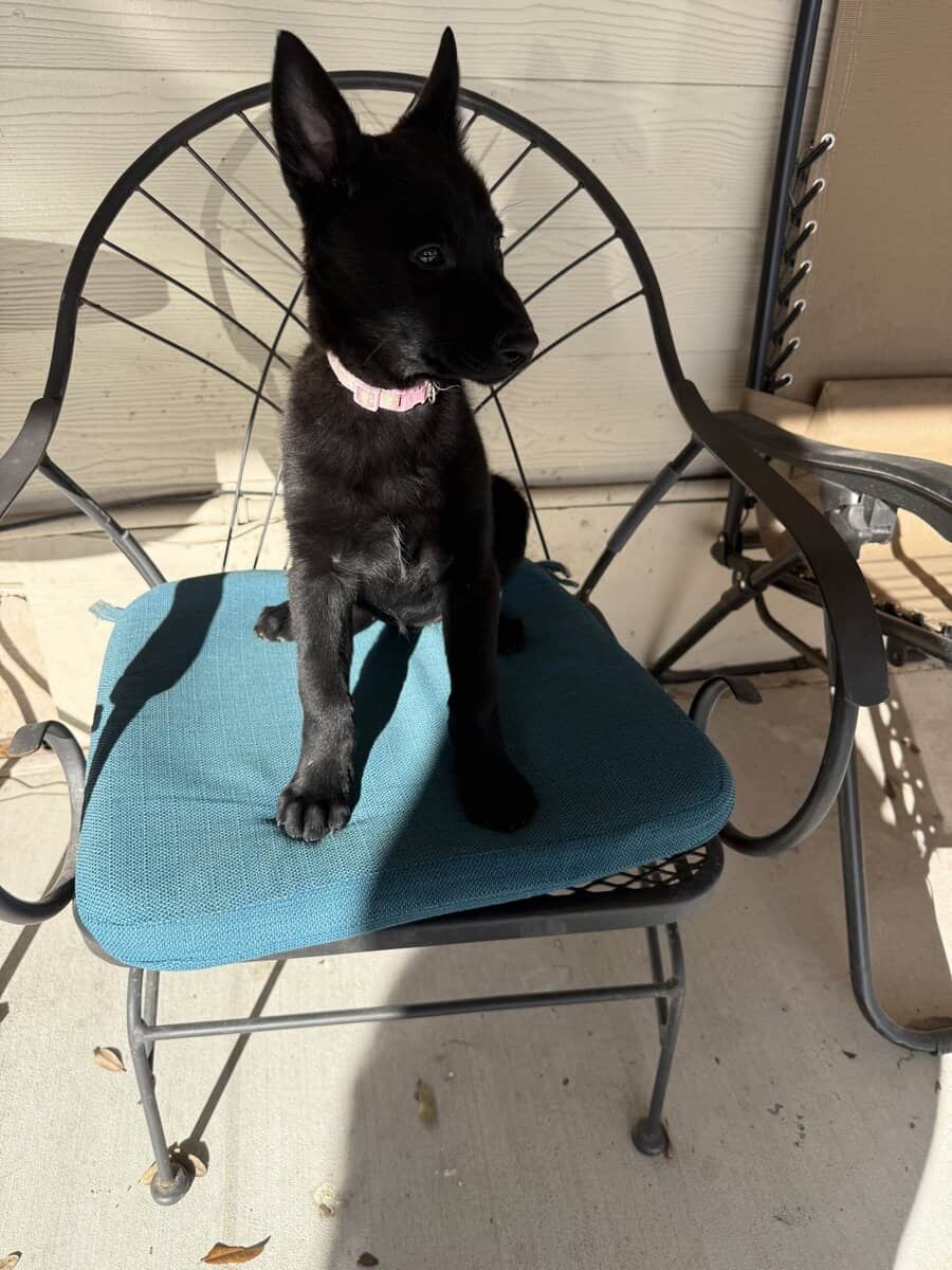 2 Belgian Malinois image 2