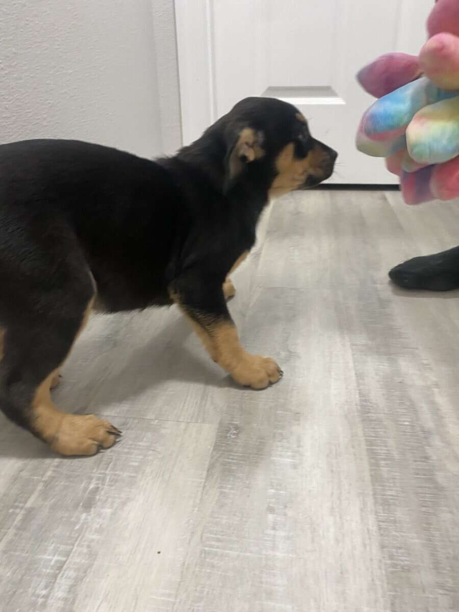Puppy mix breed image 7