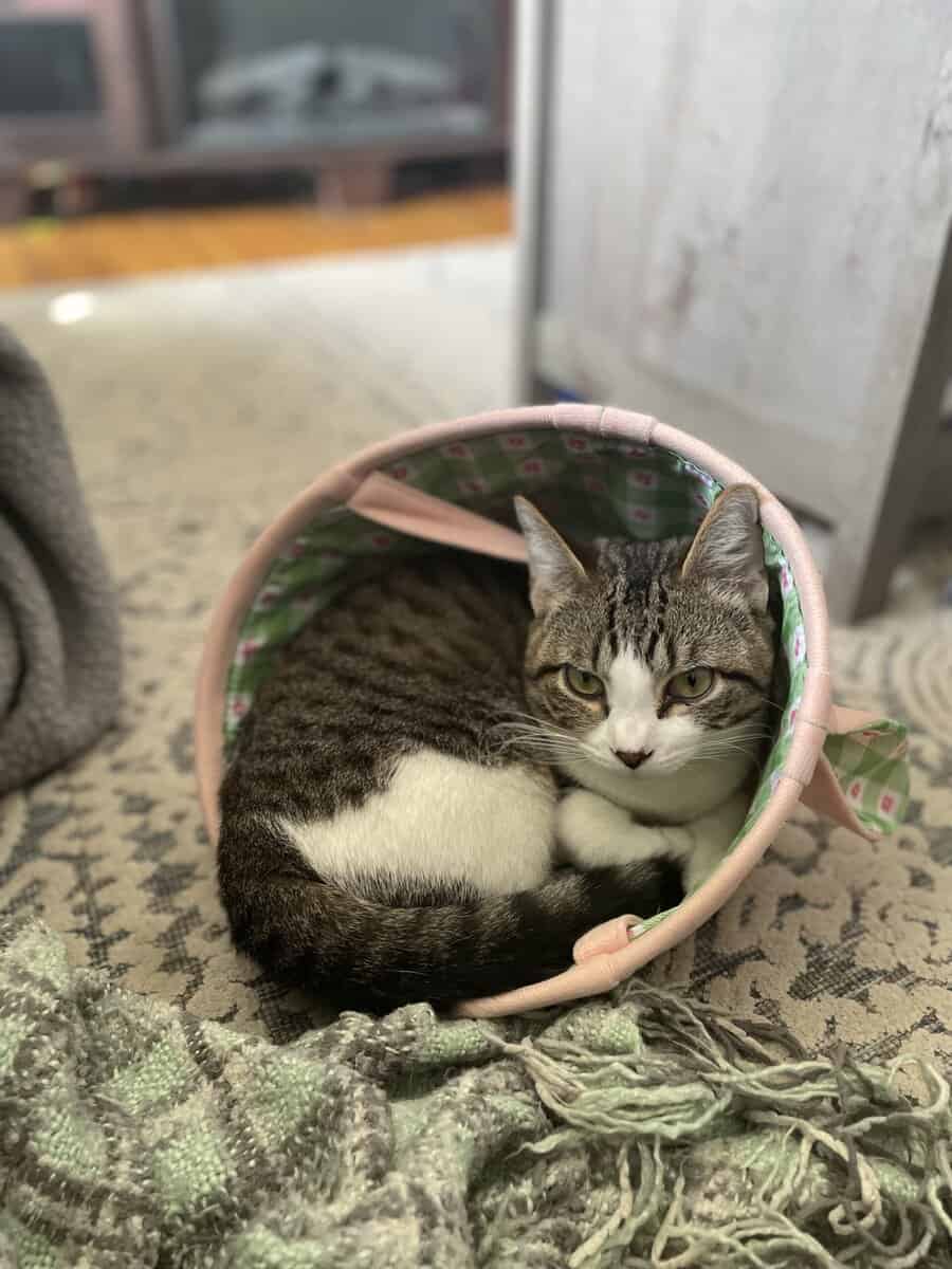 Sweet Munchkin Cat Available image 3