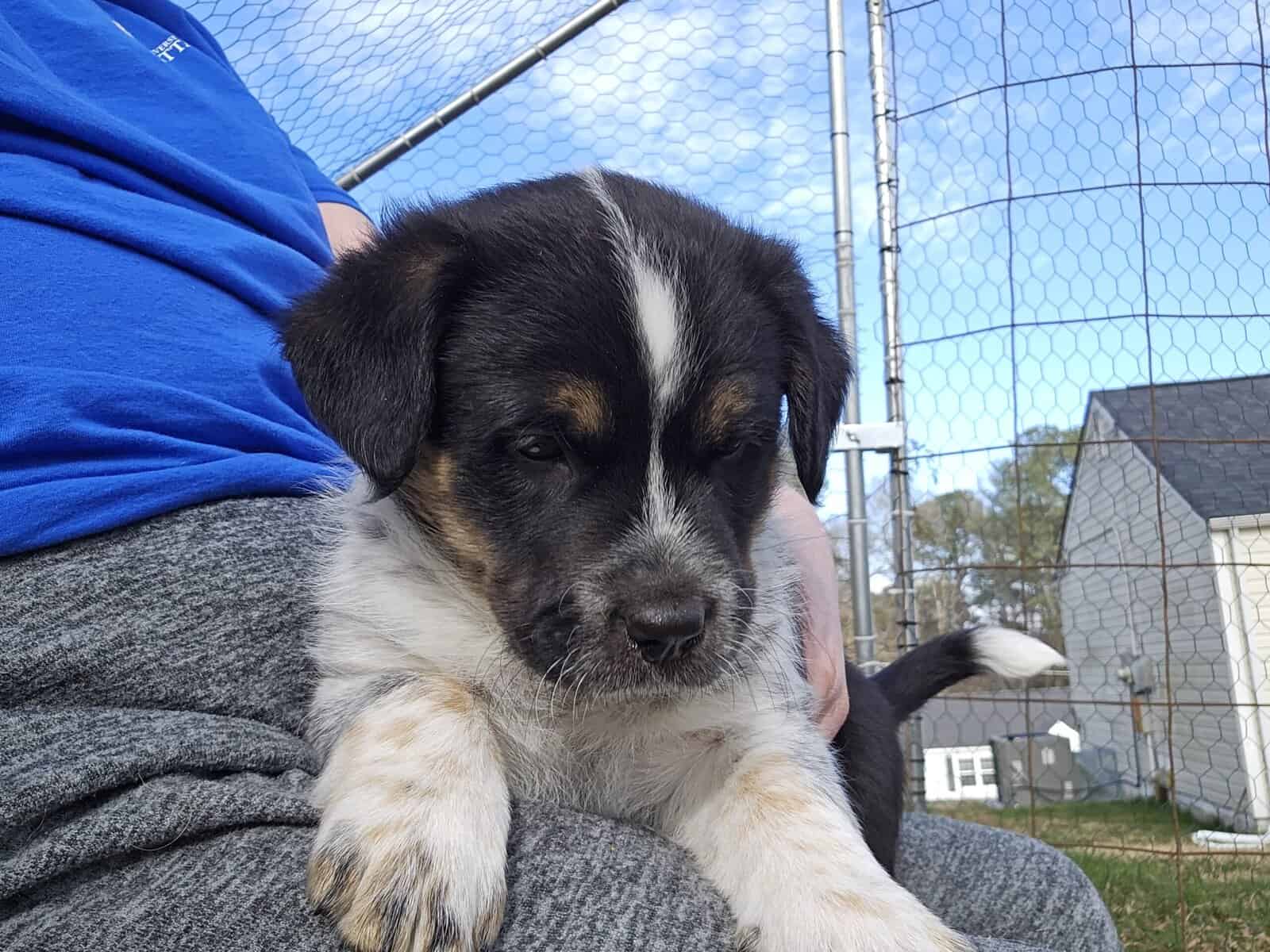 Texas Heeler Puppies image 6