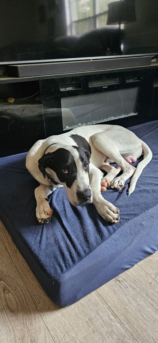 Two 9 month old Danes for sale image 1