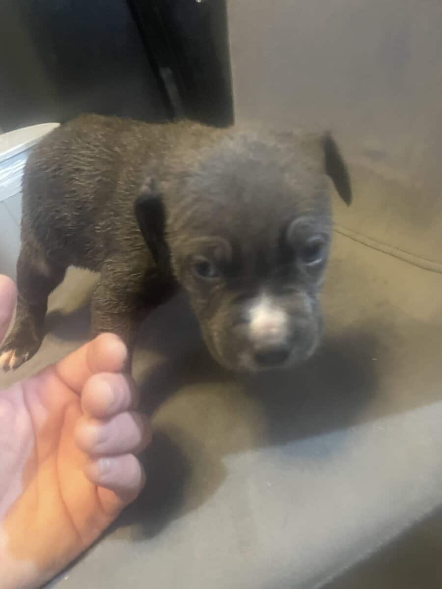 Pitt bull puppies for sale image 1