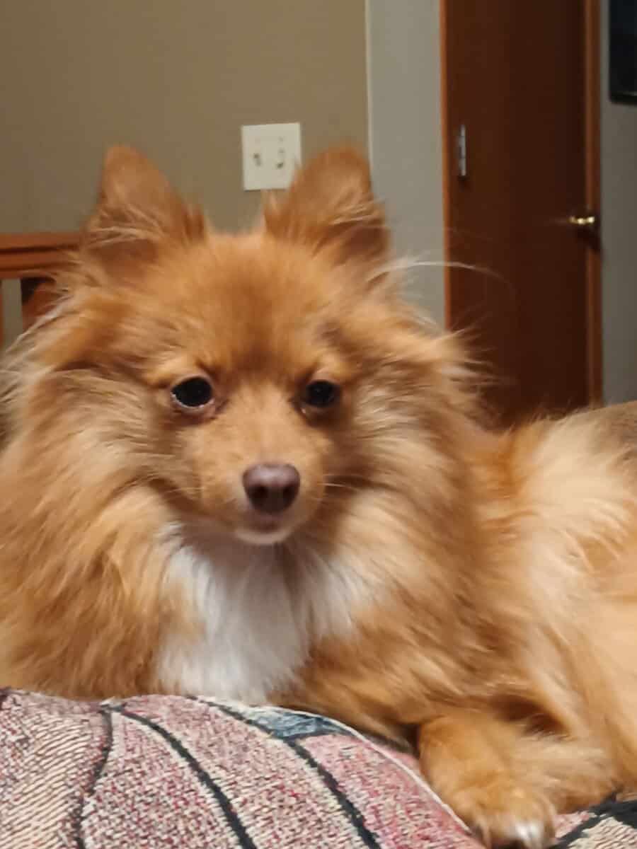 Brownie Pomeranian Puppy image 7