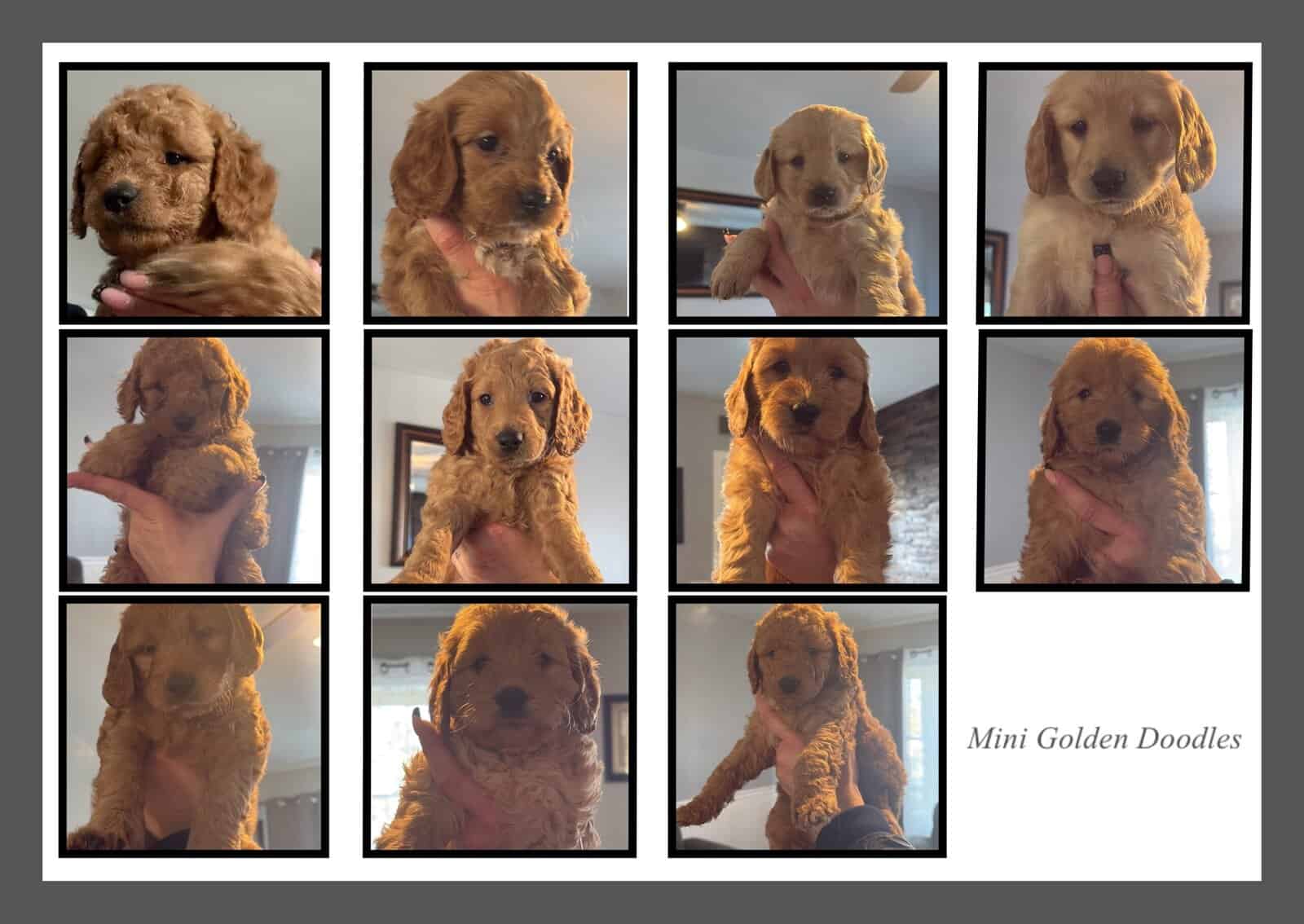 Mini golden doodle image 1