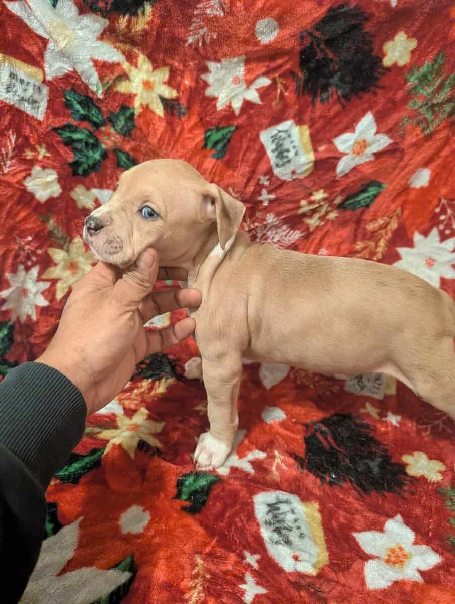 American bully puppies image 9