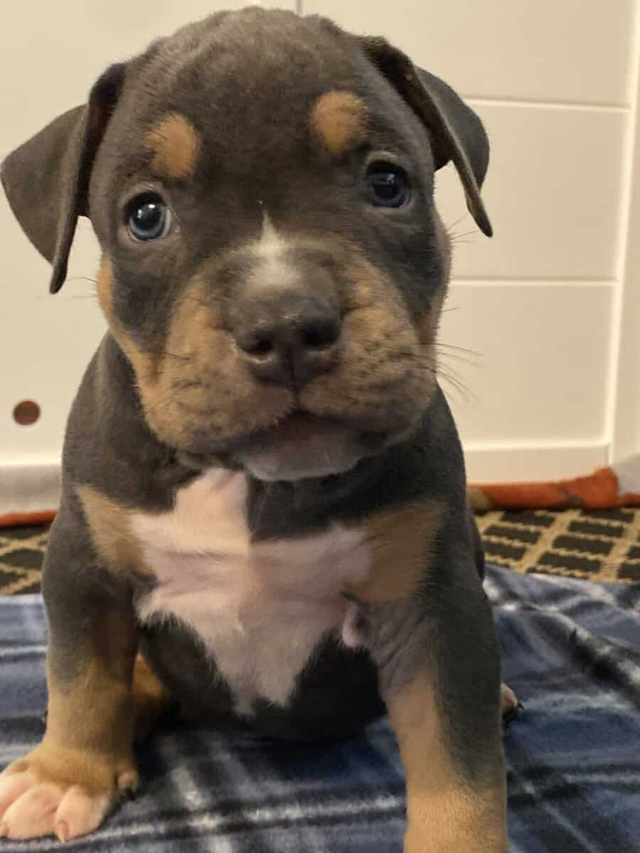 American bully pups looking for rehoming image 2