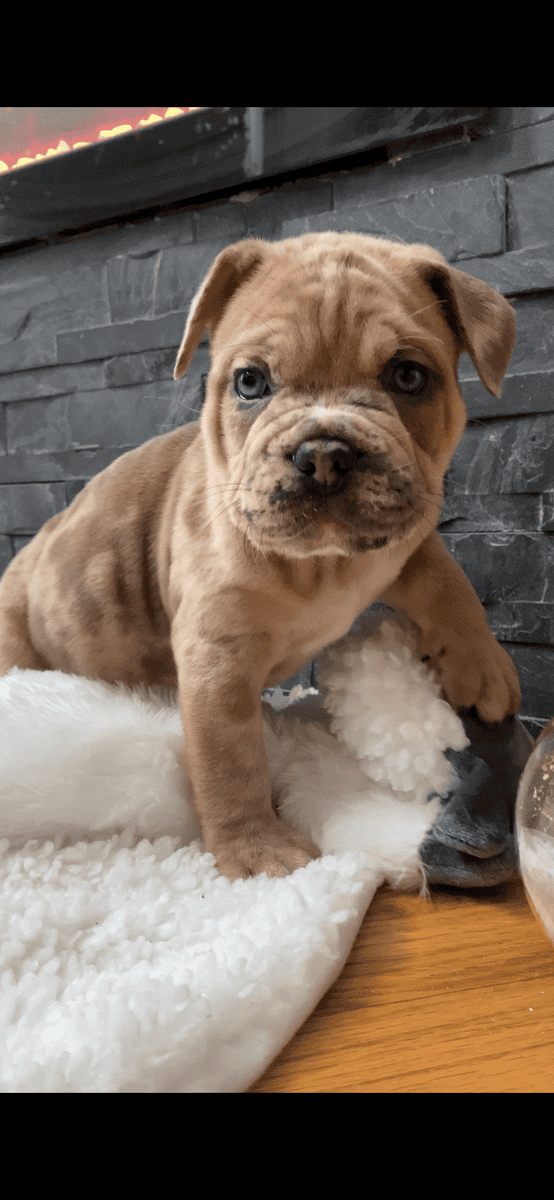 Merle mastiff puppies Chicago Illinois image 11