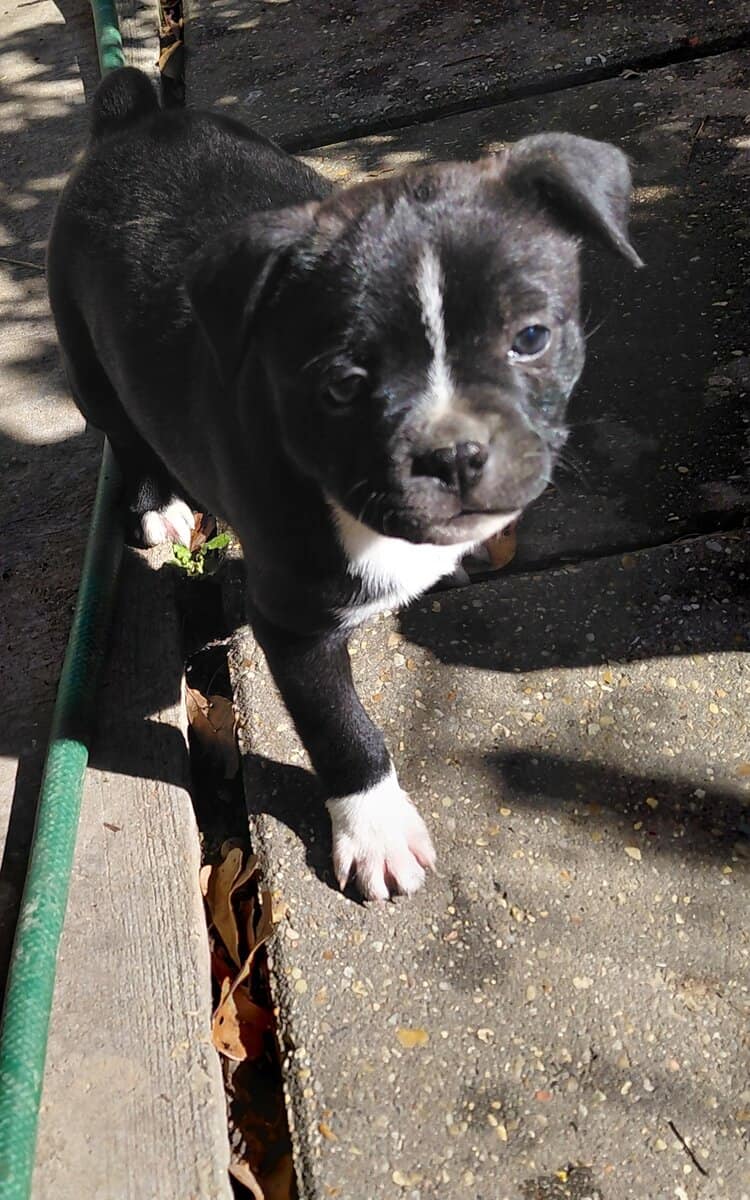Boston terriers image 9