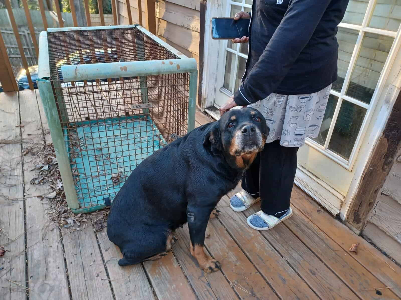 Rottie Pups For Sale image 3