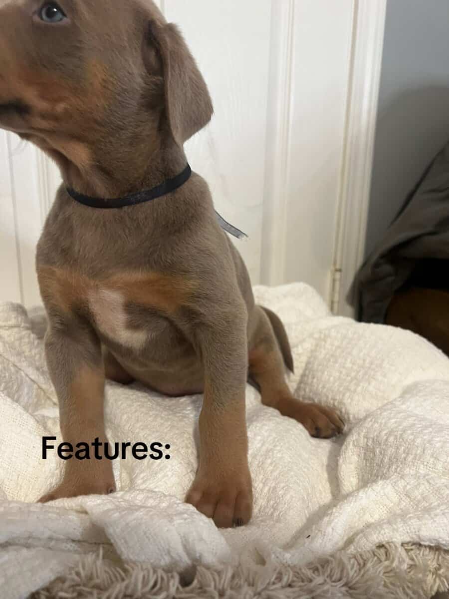🔥 Rare Exotic Dober Bullies – Stunning Tri-Color image 19