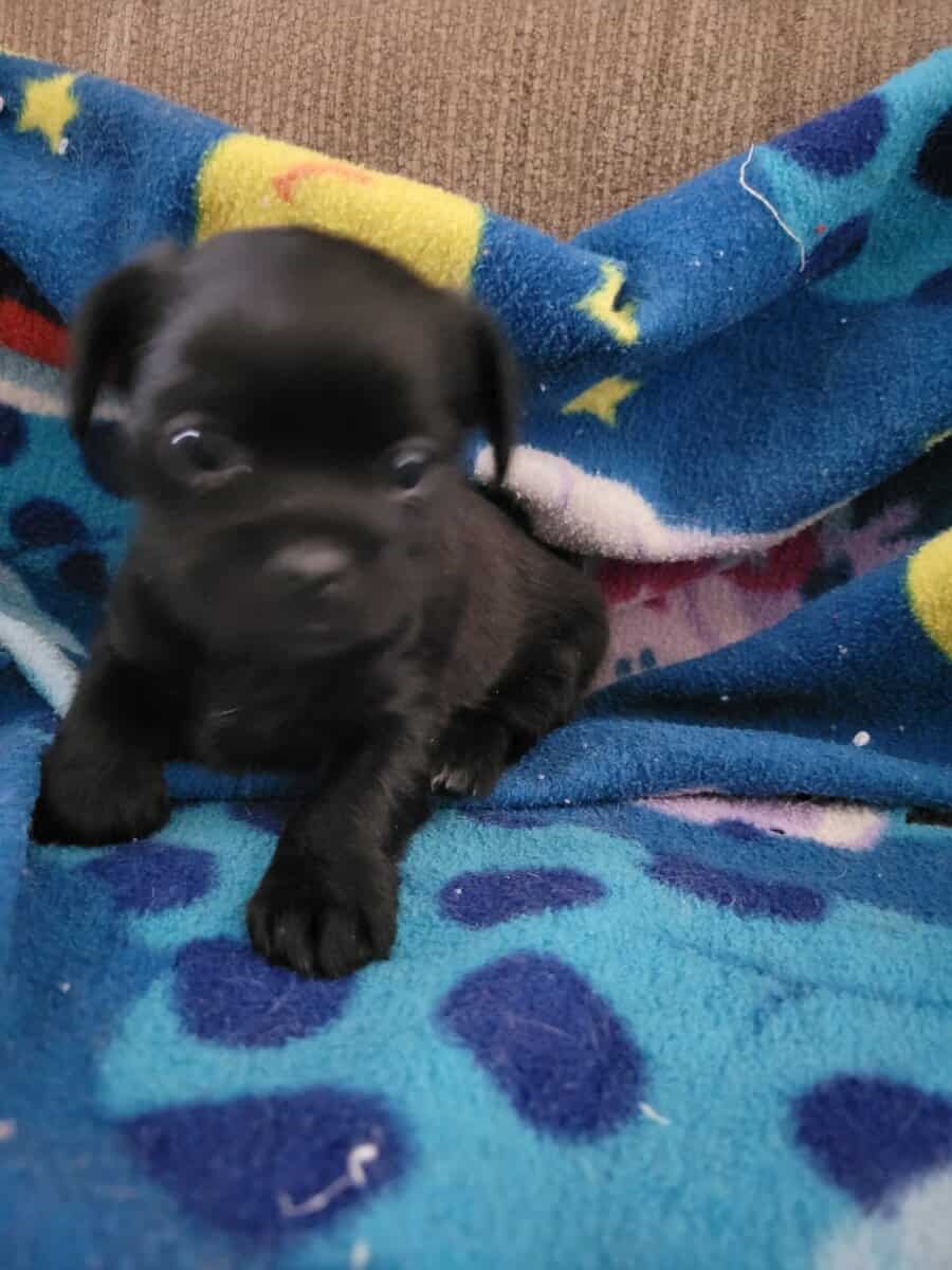 Minpin mix puppies image 3