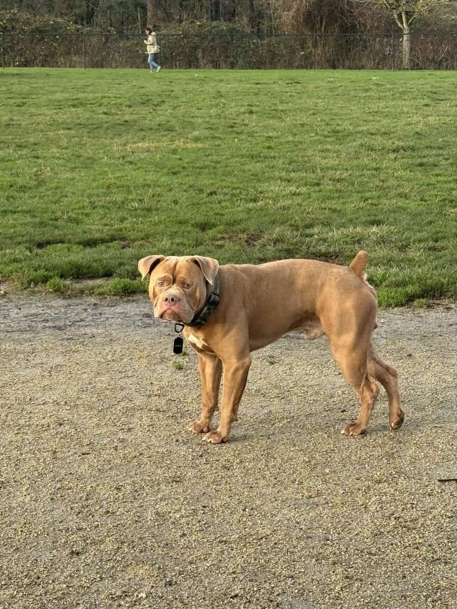 bully mastiff image 2