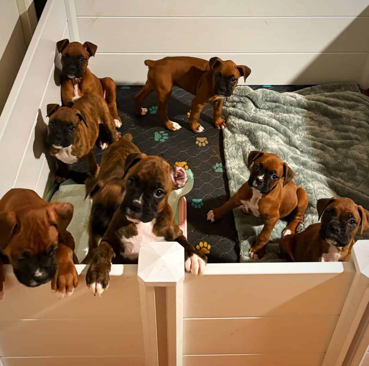 Boxer puppies image 4