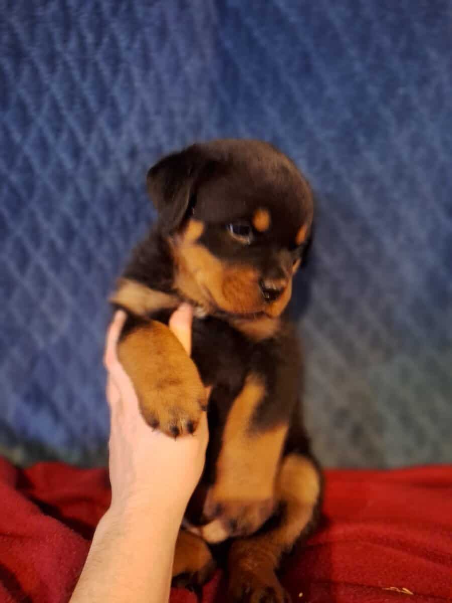 Girl Rottweiler Ready To Go image 2