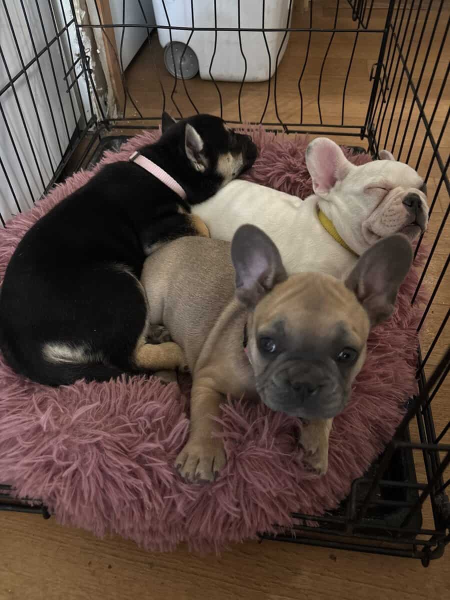 French Bulldog puppies image 4