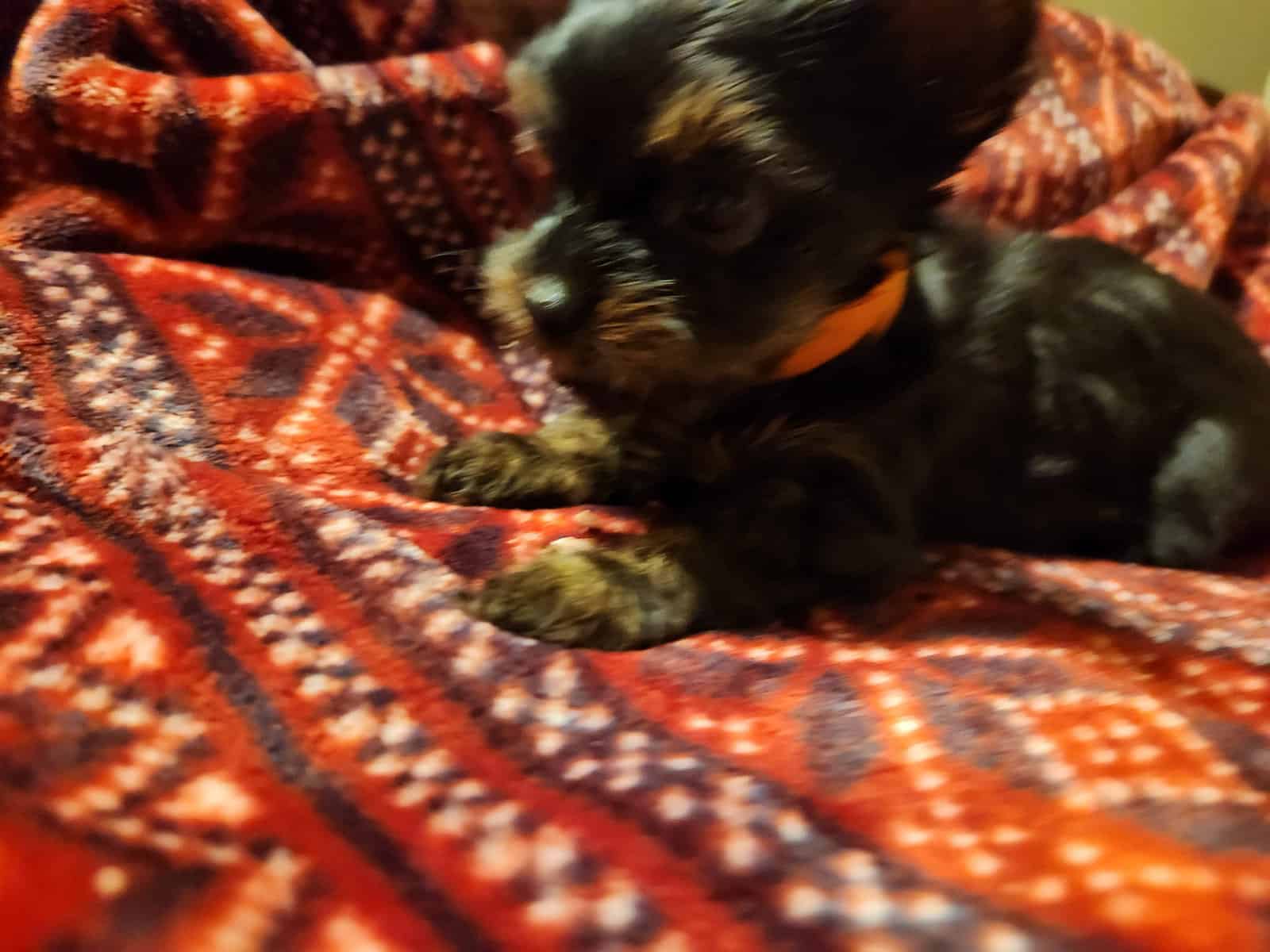 CKC REGISTERED TEACUP YORKSHIRE TERRIER (Girl) image 4