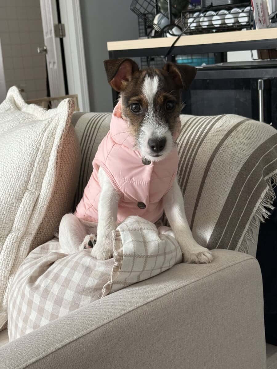 Need to rehome my 9 month old puppy image 1