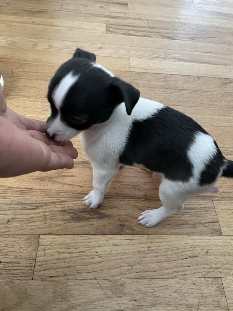 Adorable Chihuahua Puppy image 2