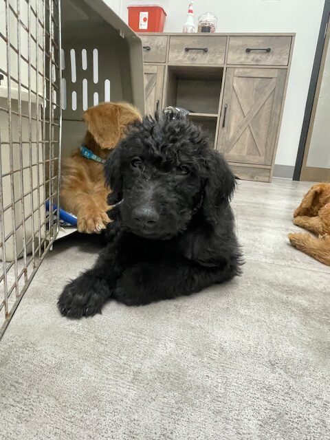 Doodle puppies ready for furever homes. image 3