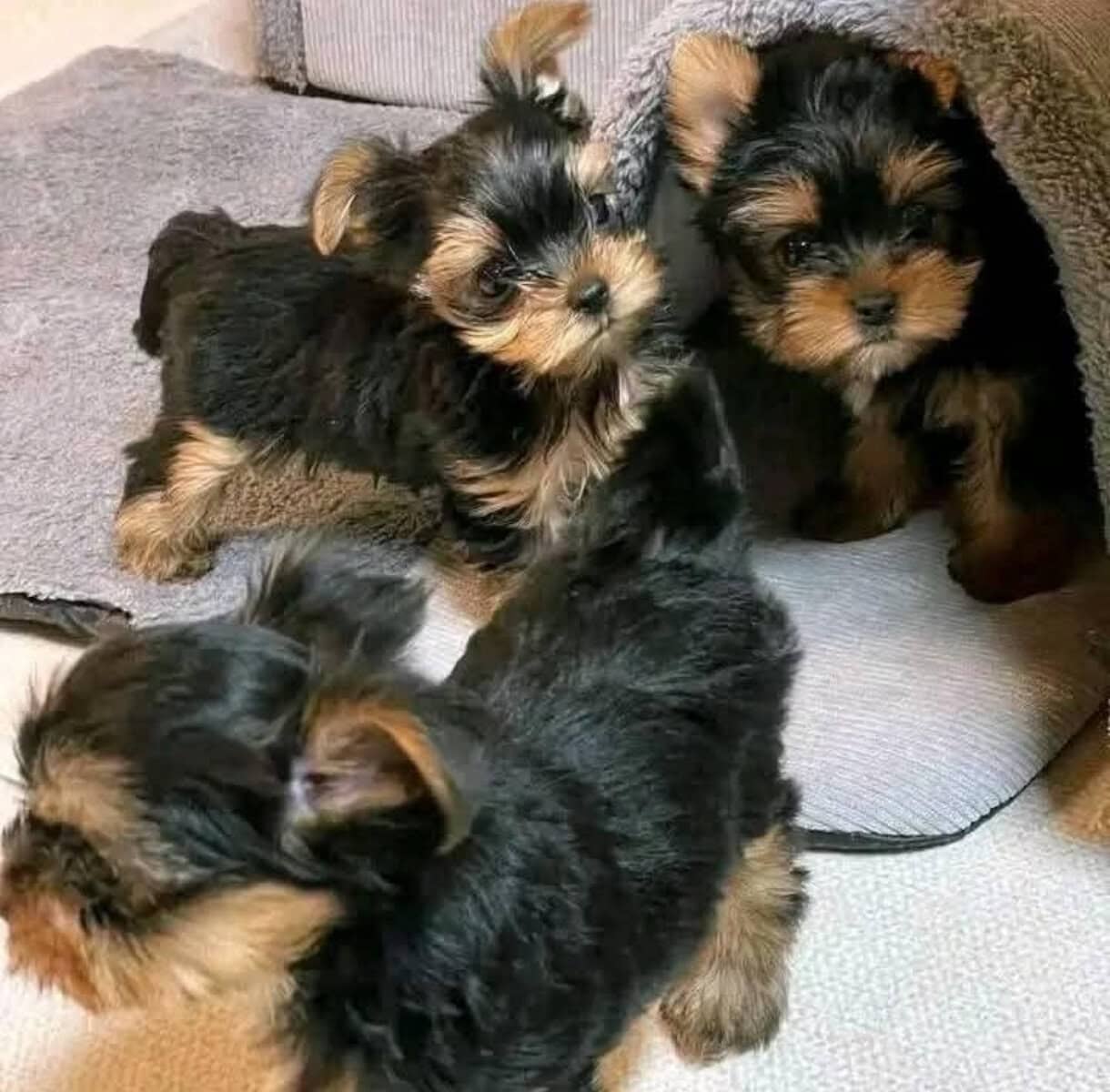 Yorkies puppies for rehoming image 2