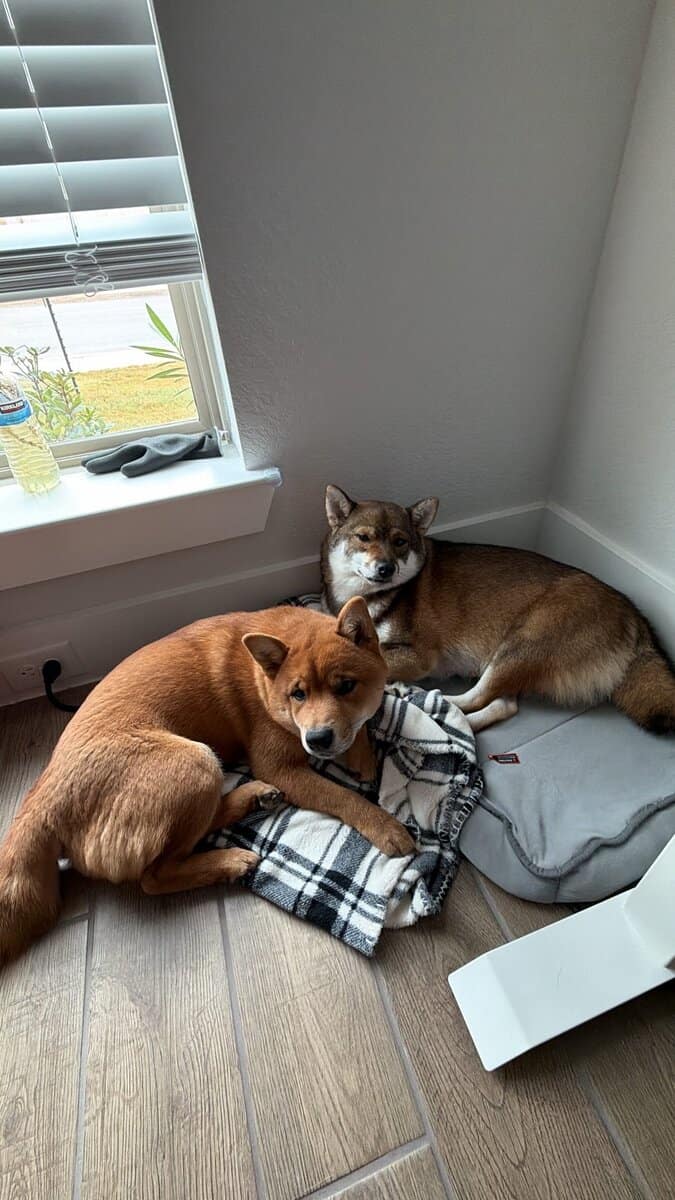 Shiba Inu Puppies image 1