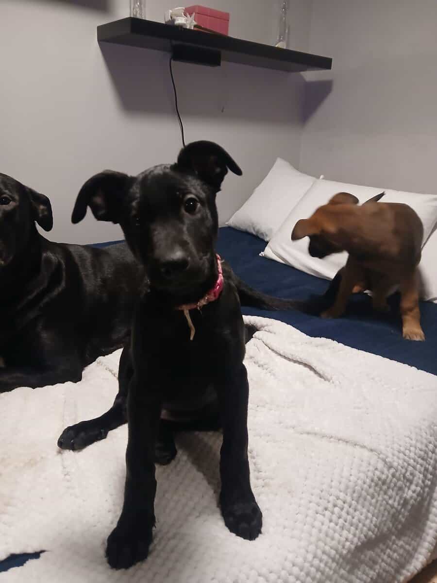 Belgian malinois/ cane corso mix pups image 1