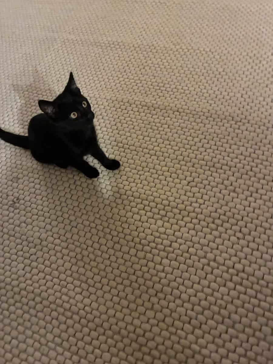 2 KITTENS NEED A HOME image 5