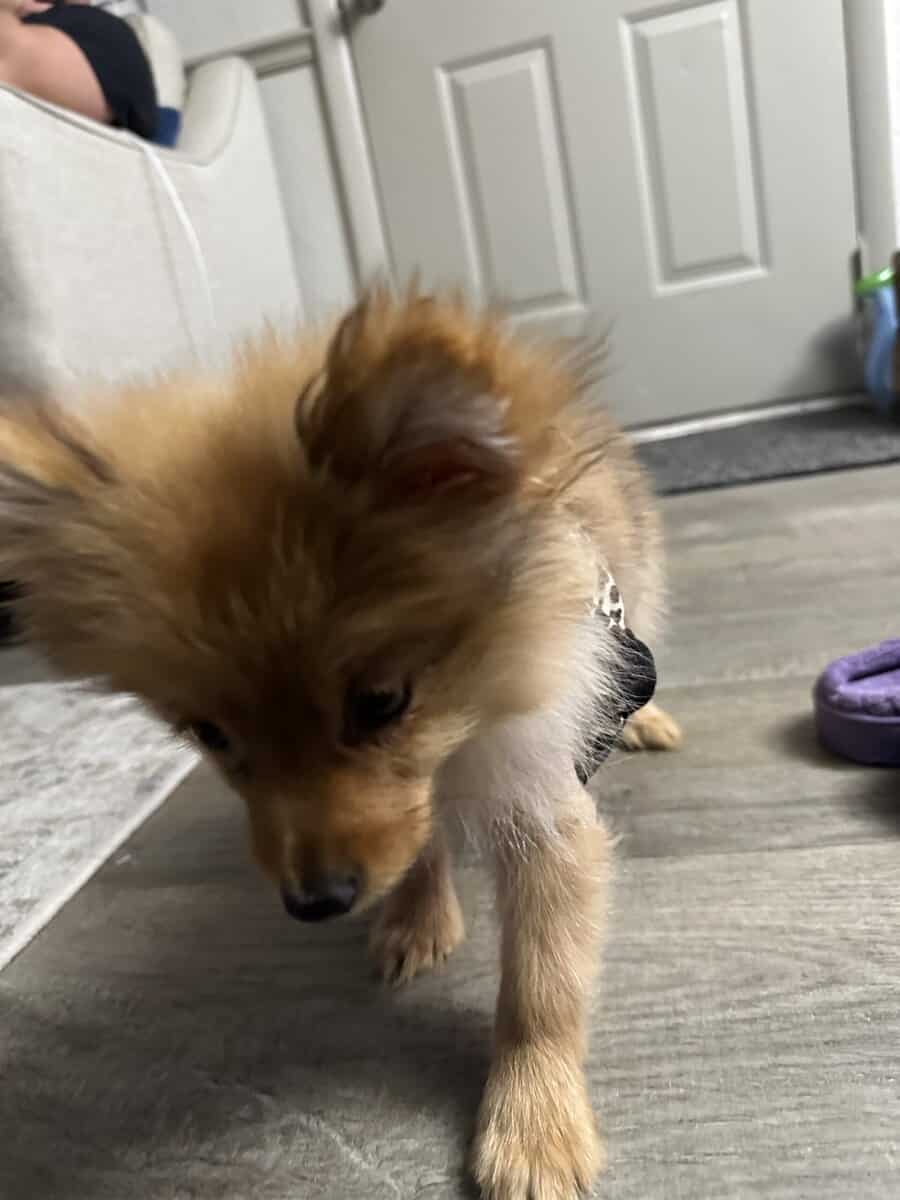 Pomeranian image 13