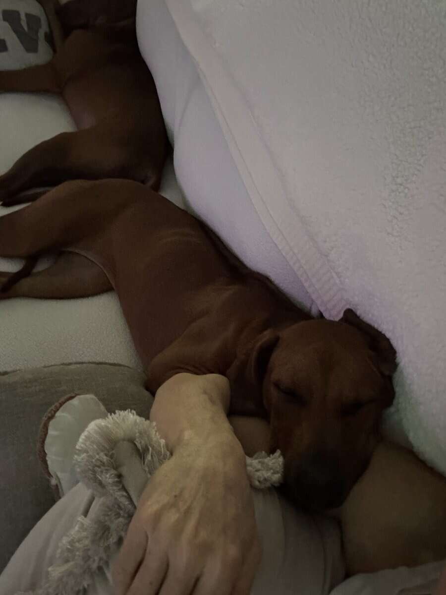 Rhodesian ridgeback 5 months old image 3