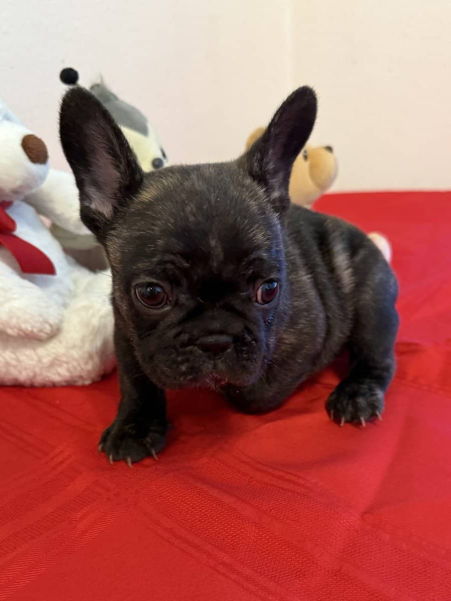Female puppy French Bulldog reverse brindle image 6