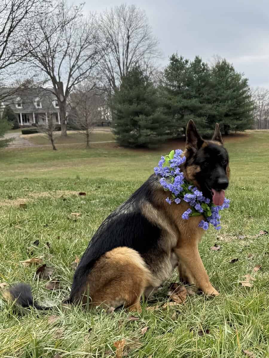 AKC GERMAN SHEPHERD PUPPIES-- CLASSIC DOB: 1/2/26 image 4