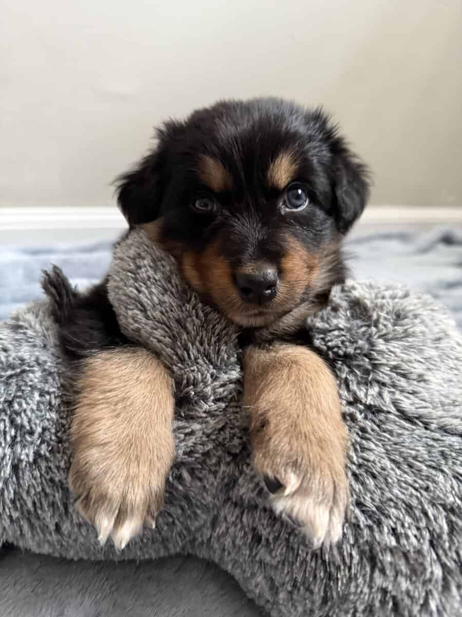 Australian Shepherd Black Female Puppy image 4