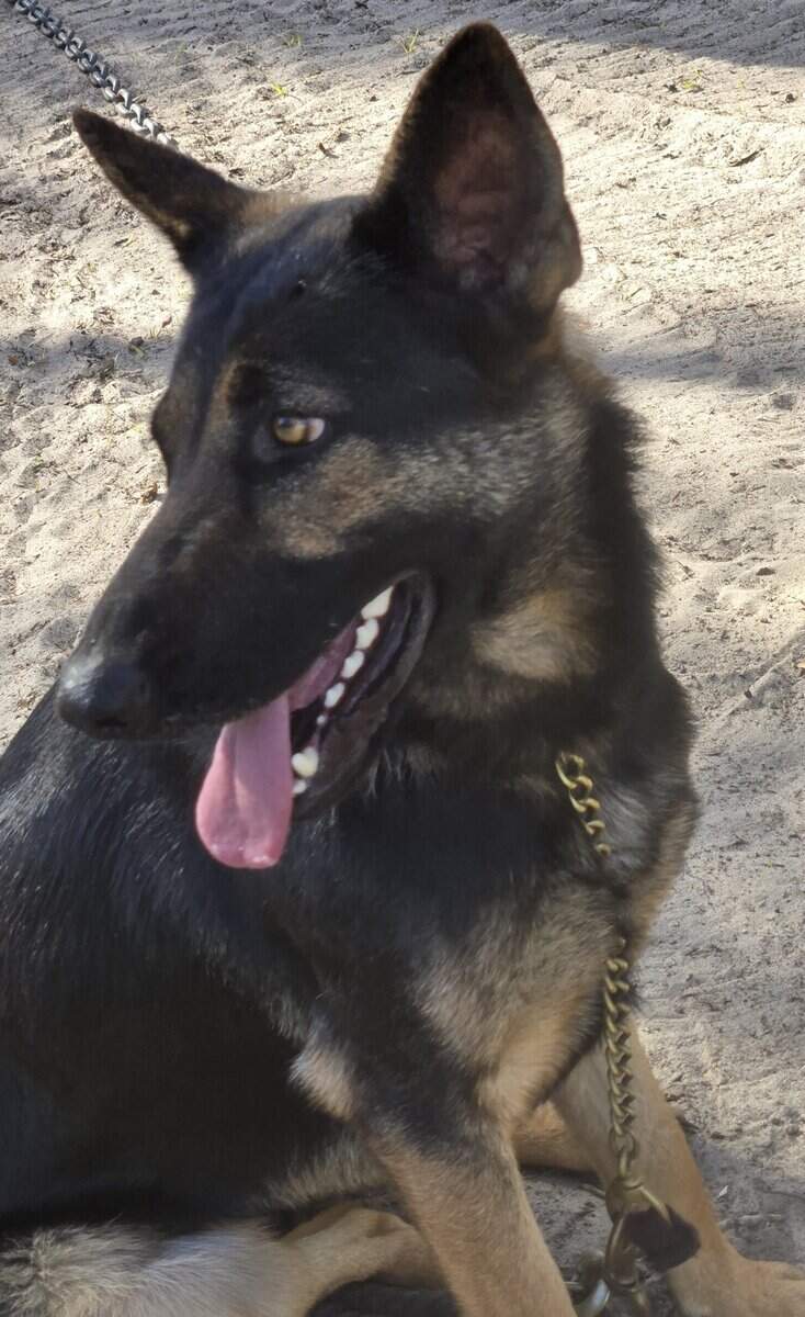 German Shepherd female image 2