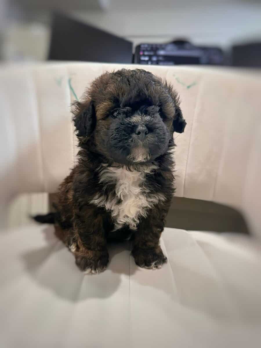 Tri-Colored 8 Week Old Shih-Poo Puppy image 3