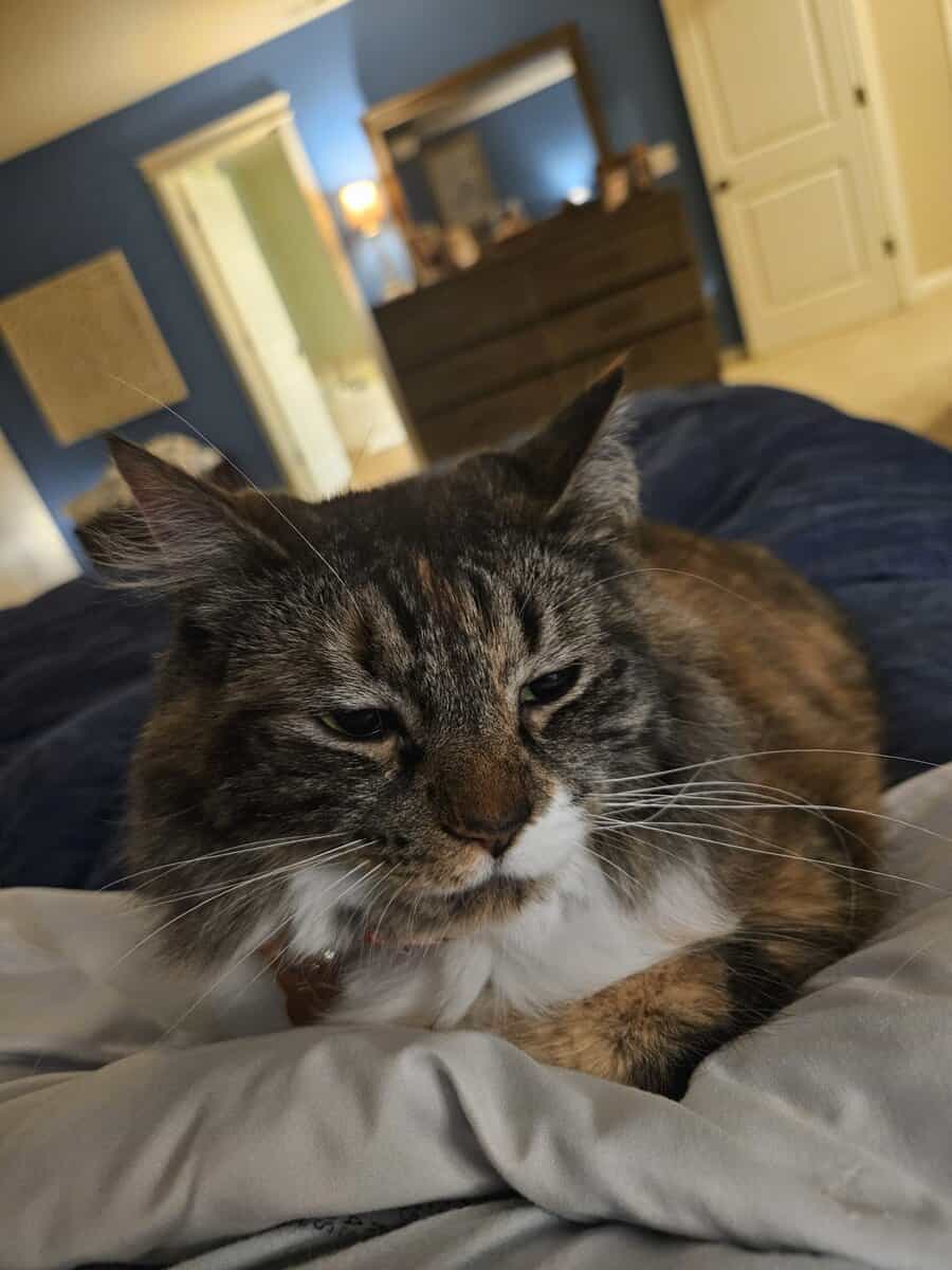 Beautiful Cat Looking for New Home image 3