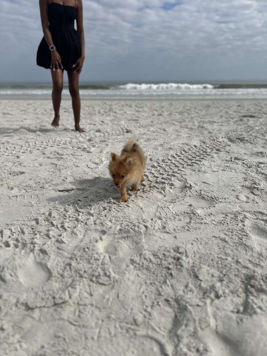 Pomeranian image 8
