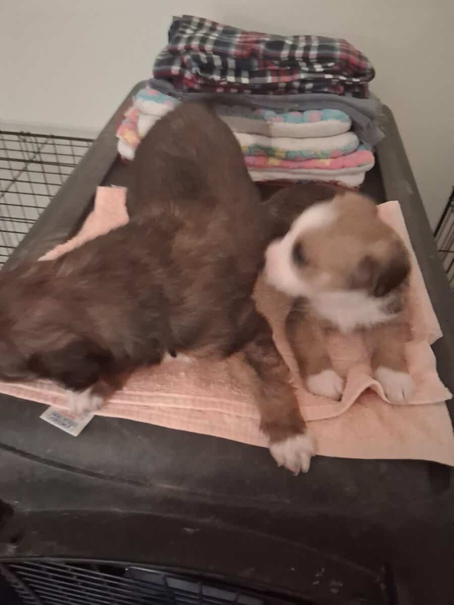 Small breed puppies image 1