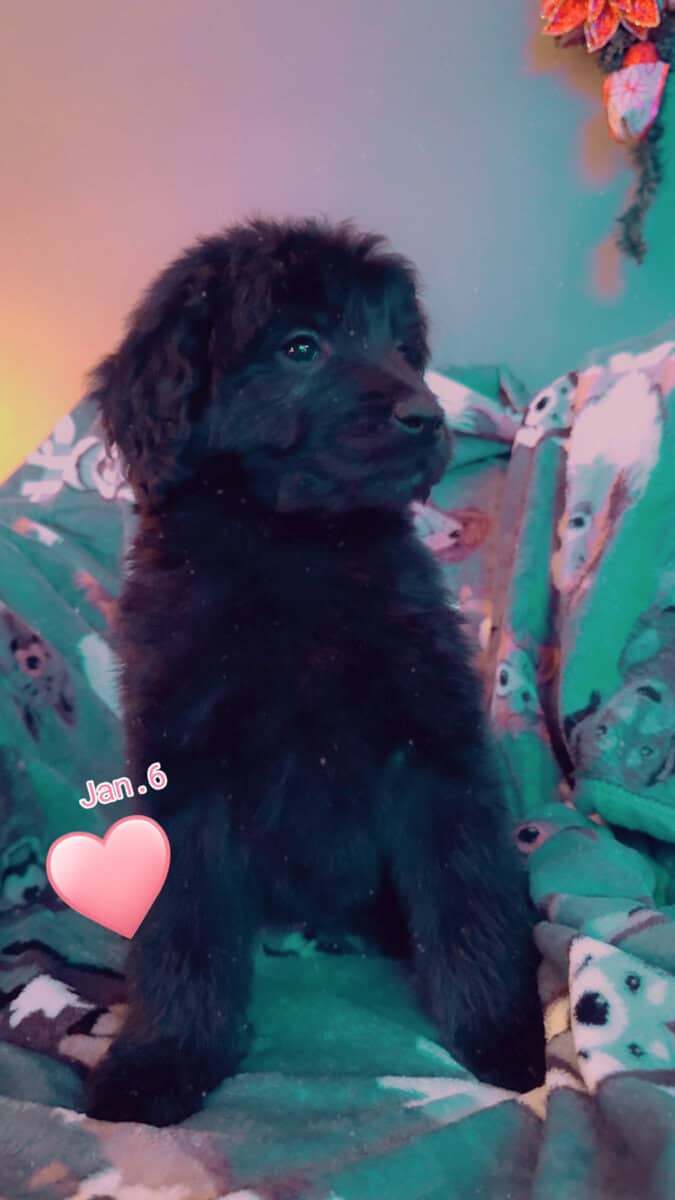 Golden doodle puppies image 4
