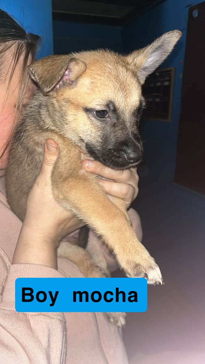Puppies for sale image 2