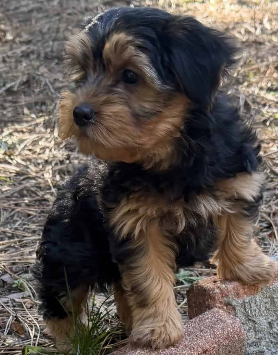 Yorkie rehoming image 3