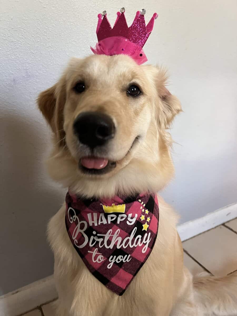 Rehoming golden retriever image 1