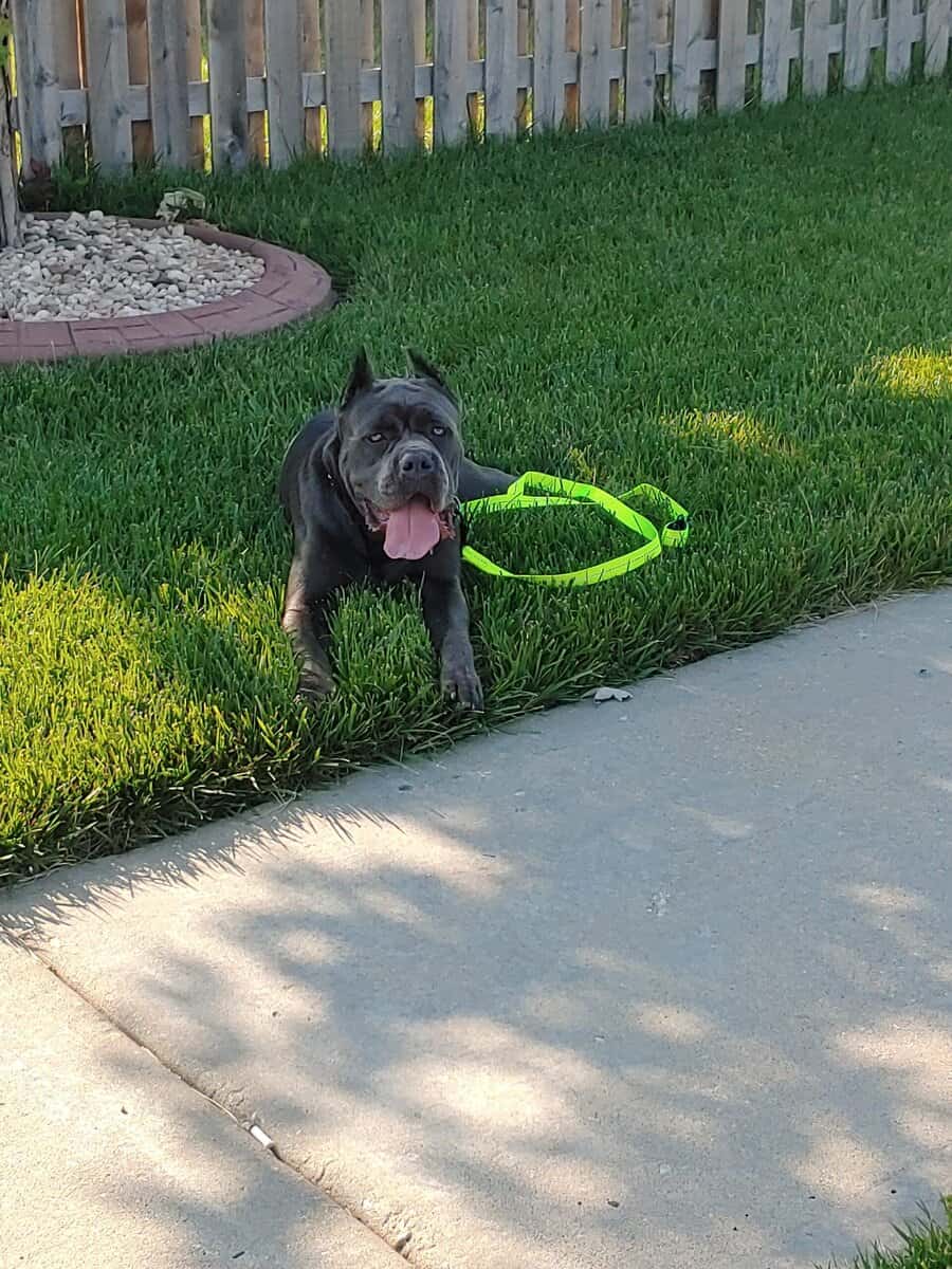 Cane Corso Puppies image 4