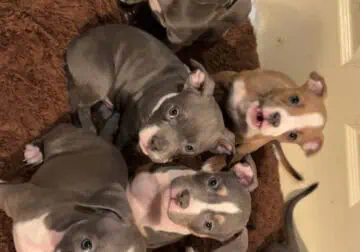 Pocket bully pups