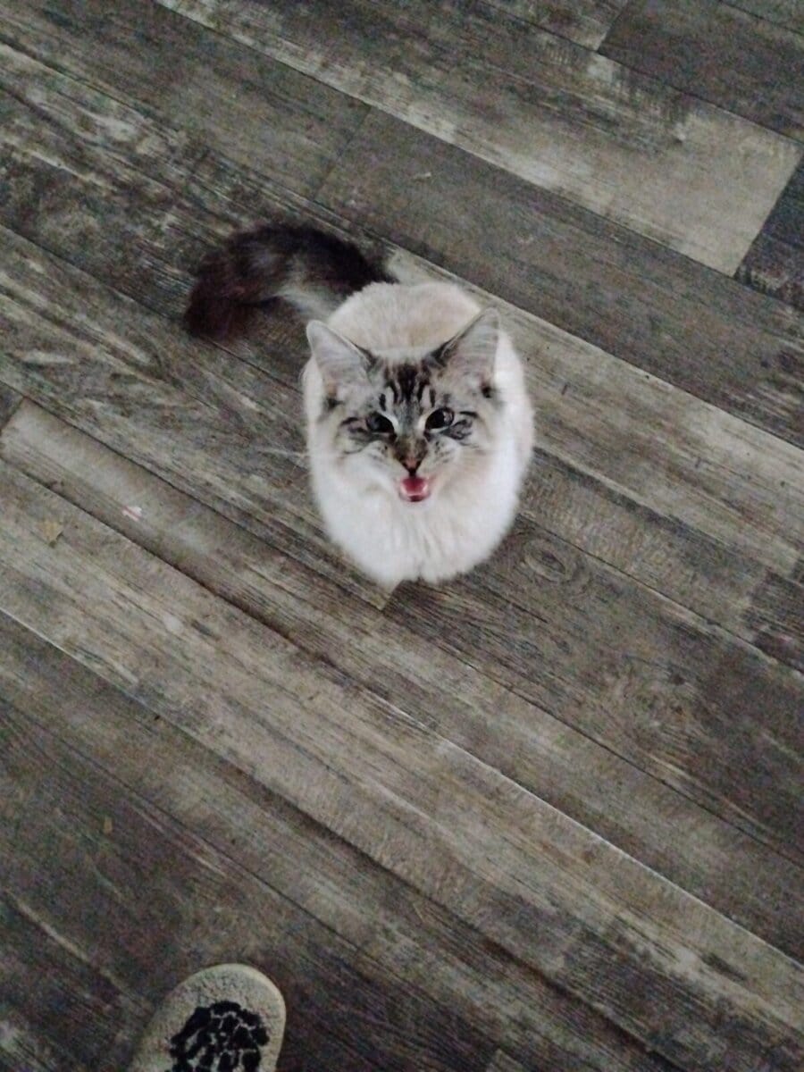 Adopt Moose the little Siamese Tabby image 1